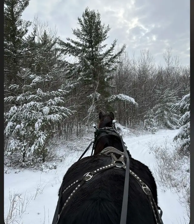 Percheron enregistre a vendre - Photo 3