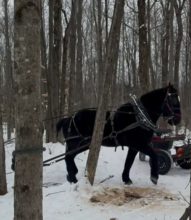 Percheron enregistre a vendre - Photo 4