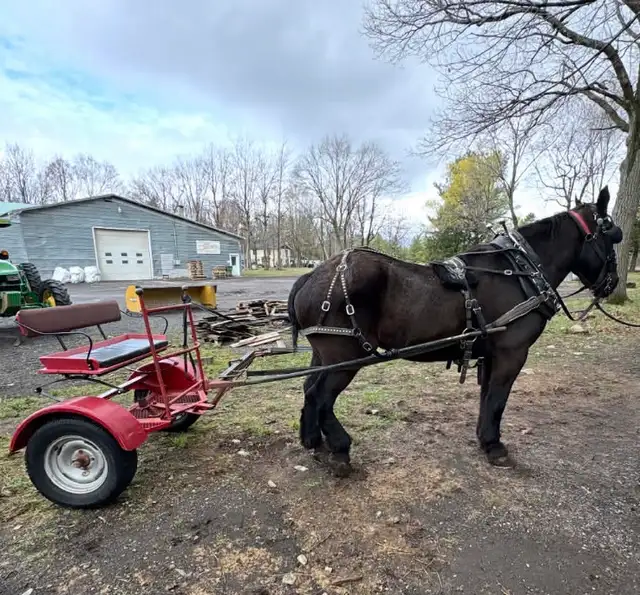 Percheron enregistre a vendre - Photo 5