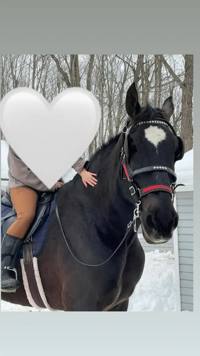 Percheron enregistre a vendre - Photo 6