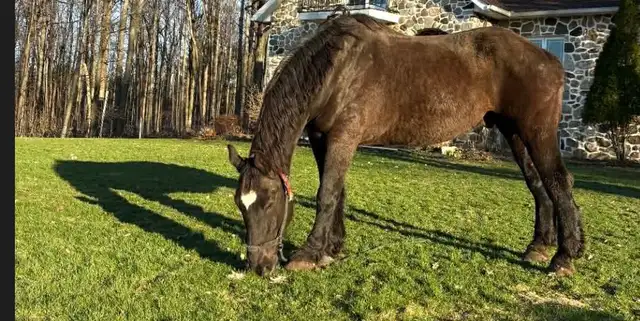 Percheron enregistre a vendre - Photo 7