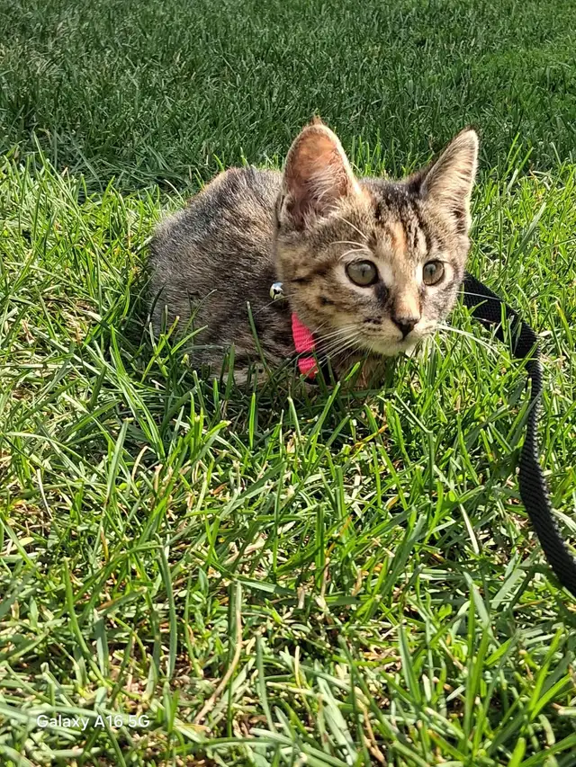 Lost kitty - Beaumaris