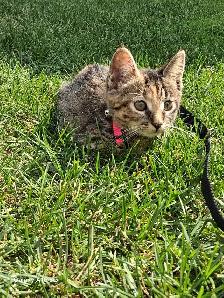 Lost kitty - Beaumaris