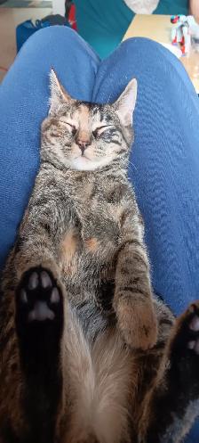 Lost kitty - Beaumaris - Photo 2