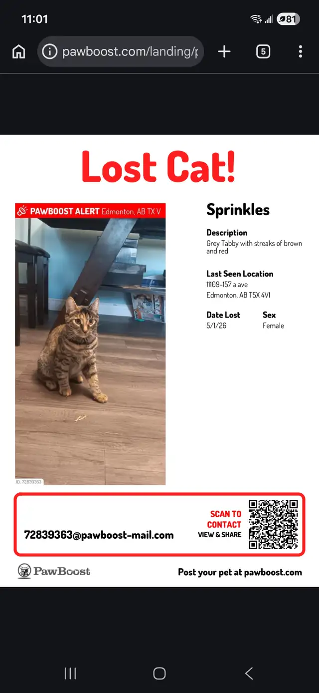 Lost kitty - Beaumaris - Photo 3