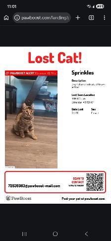 Lost kitty - Beaumaris - Photo 3