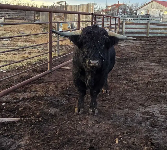 3 yr Purebred Highland Bull