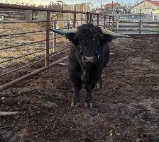 3 yr Purebred Highland Bull