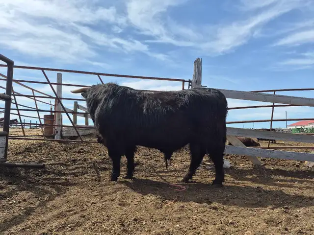 3 yr Purebred Highland Bull - Photo 3