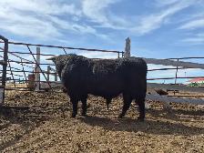 3 yr Purebred Highland Bull - Photo 3