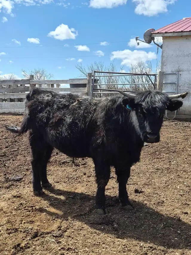 3 yr Purebred Highland Bull - Photo 4