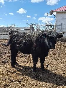 3 yr Purebred Highland Bull - Photo 4