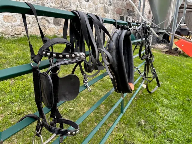 Harness - Horse - Photo 2