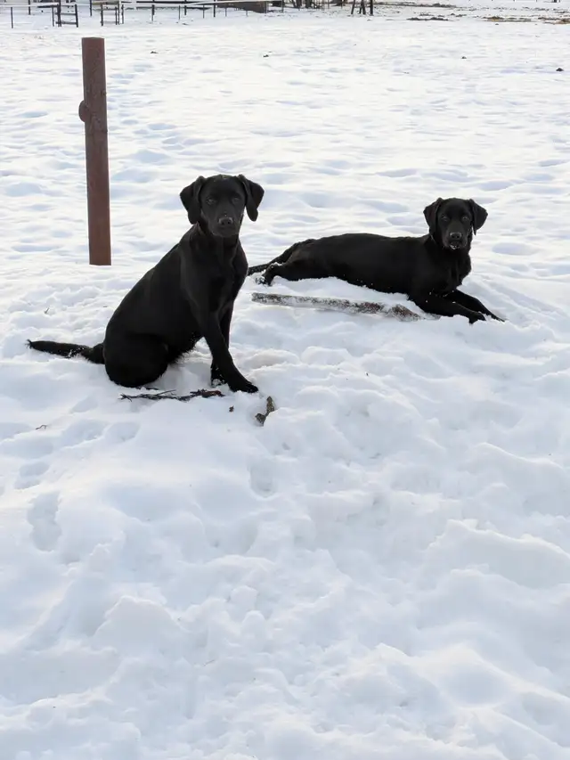 BEAUTIFUL BLACK LAB/GOLDEN RETRIEVER PUPPIES