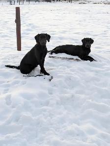 BEAUTIFUL BLACK LAB/GOLDEN RETRIEVER PUPPIES