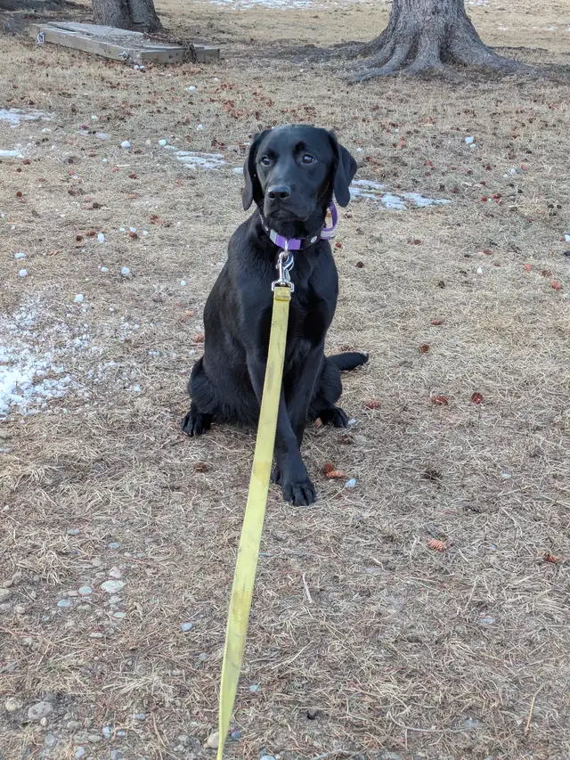 BEAUTIFUL BLACK LAB/GOLDEN RETRIEVER PUPPIES - Photo 2