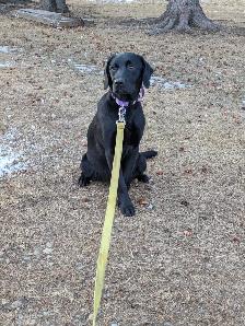 BEAUTIFUL BLACK LAB/GOLDEN RETRIEVER PUPPIES - Photo 2