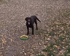 BEAUTIFUL BLACK LAB/GOLDEN RETRIEVER PUPPIES - Photo 3