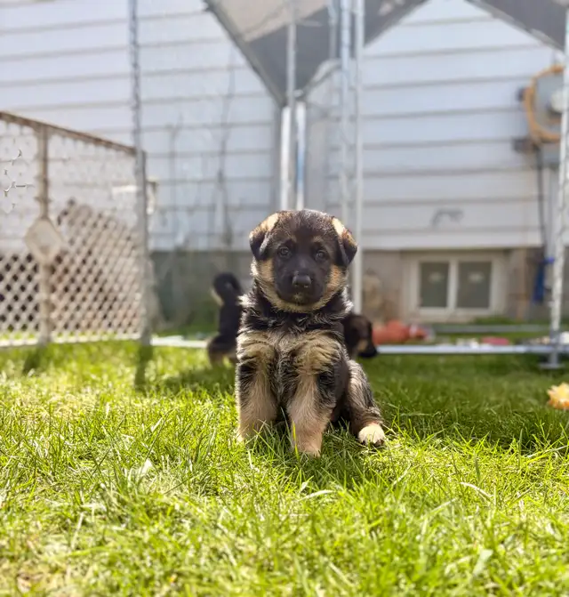 German shepherd puppies