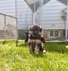 German shepherd puppies