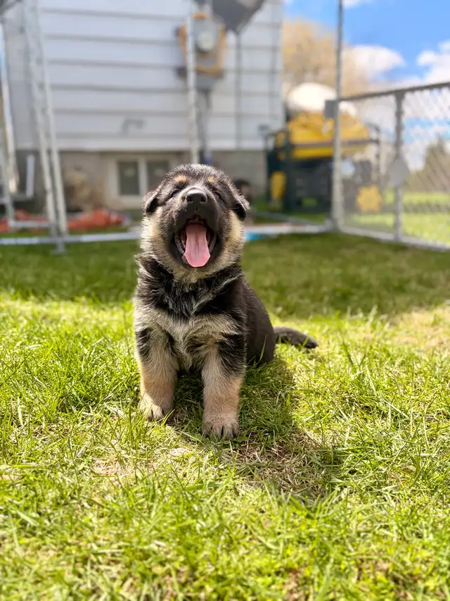 German shepherd puppies - Photo 2