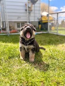 German shepherd puppies - Photo 2