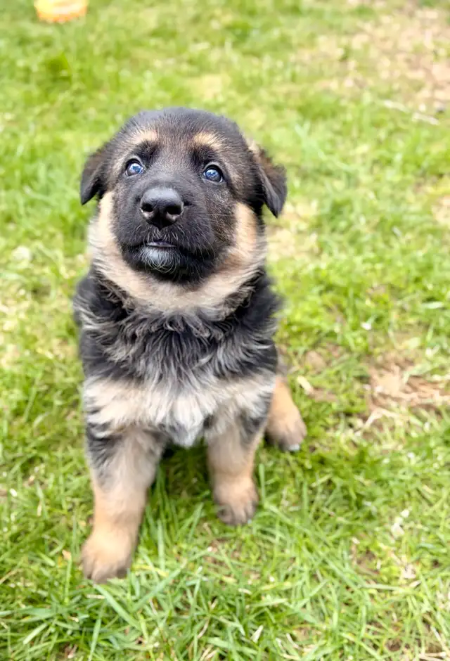 German shepherd puppies - Photo 3