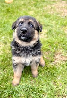 German shepherd puppies - Photo 3