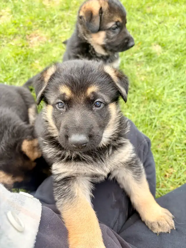 German shepherd puppies - Photo 4