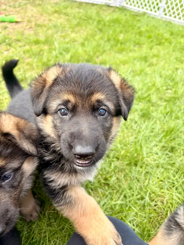 German shepherd puppies - Photo 5