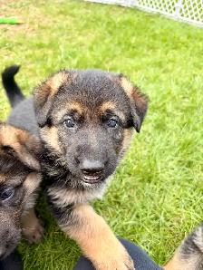 German shepherd puppies - Photo 5