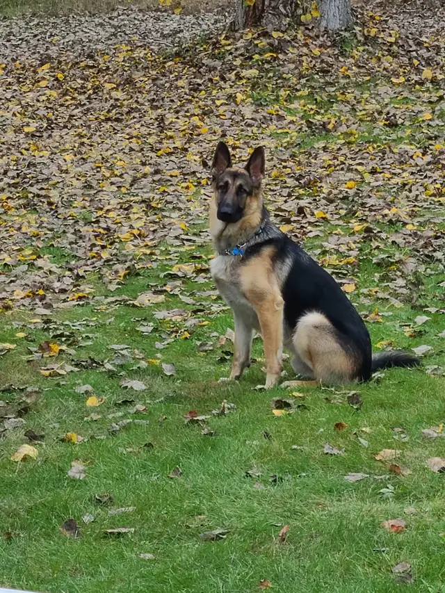 German shepherd puppies - Photo 6