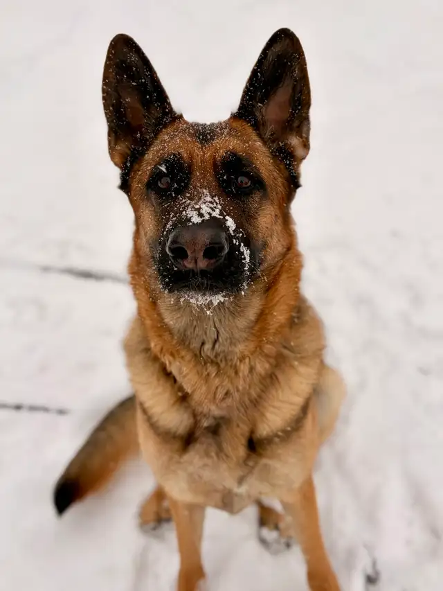 German shepherd puppies - Photo 7