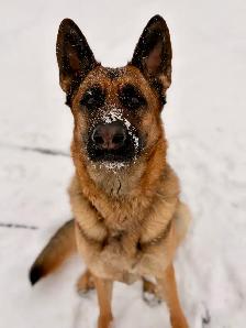 German shepherd puppies - Photo 7