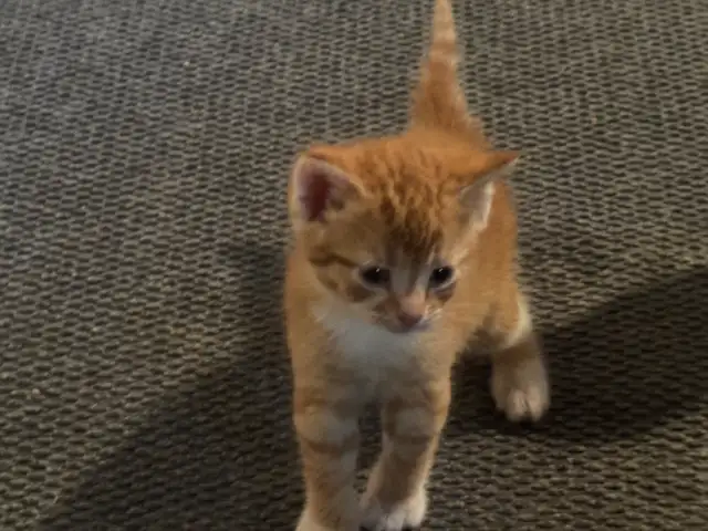 kittens for sale
