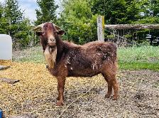 2 year old male goat
