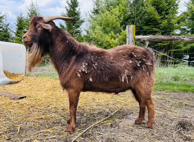 2 year old male goat - Photo 2