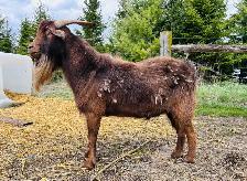 2 year old male goat - Photo 2