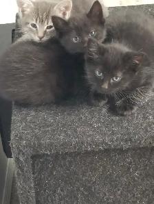 3 Kittens. Litter trained and ready to go. $50 each