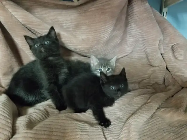 3 Kittens. Litter trained and ready to go. $50 each - Photo 2