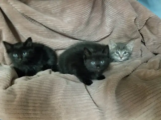 3 Kittens. Litter trained and ready to go. $50 each - Photo 3