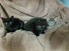 3 Kittens. Litter trained and ready to go. $50 each - Photo 3