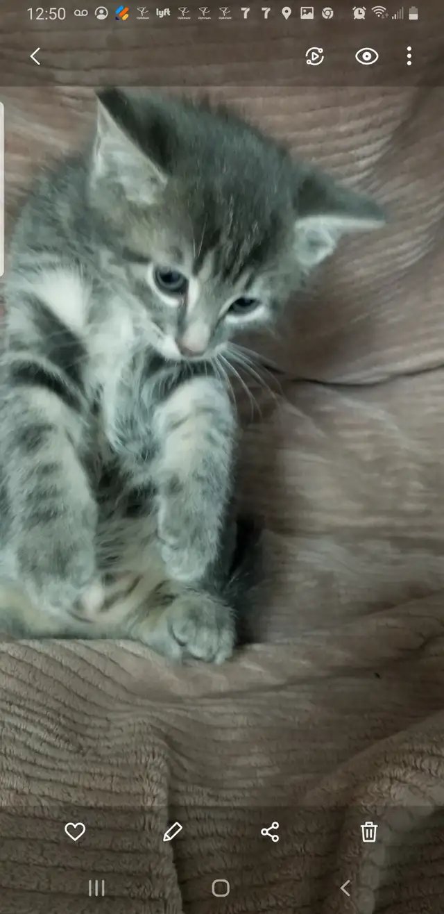 3 Kittens. Litter trained and ready to go. $50 each - Photo 4