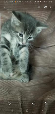 3 Kittens. Litter trained and ready to go. $50 each - Photo 4