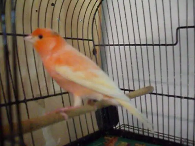 Serin canari orange mâle