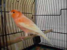 Serin canari orange mâle