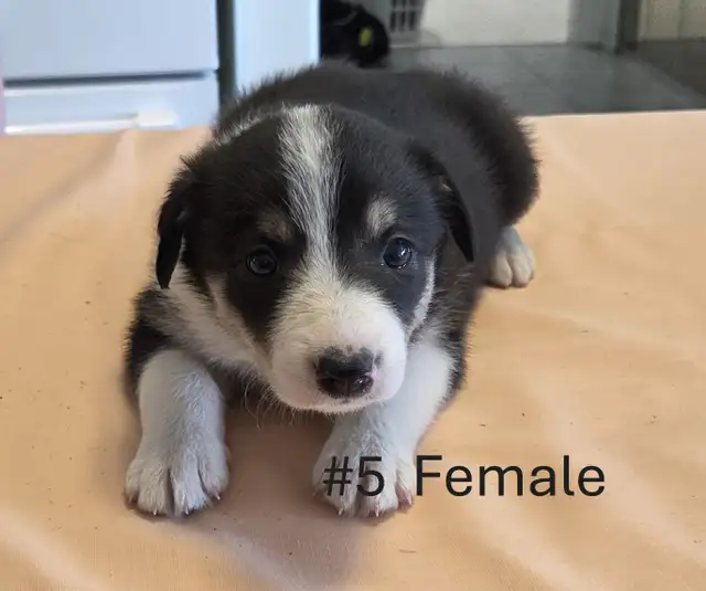 Tricolor Border Collie puppies Reg. Parents.