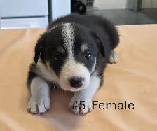 Tricolor Border Collie puppies Reg. Parents.