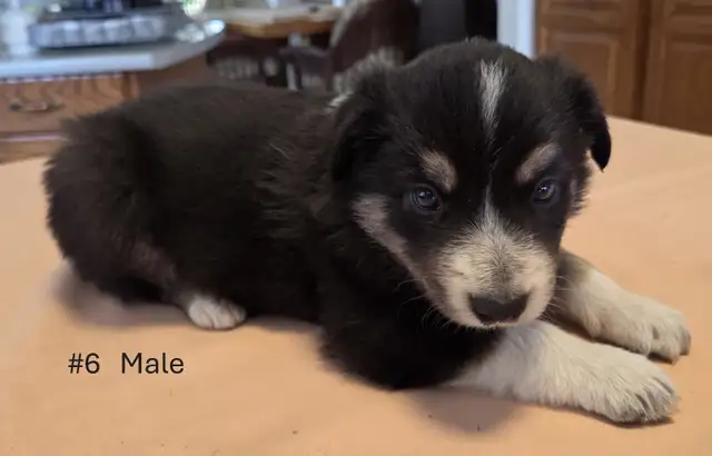 Tricolor Border Collie puppies Reg. Parents. - Photo 2