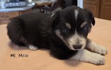 Tricolor Border Collie puppies Reg. Parents. - Photo 2
